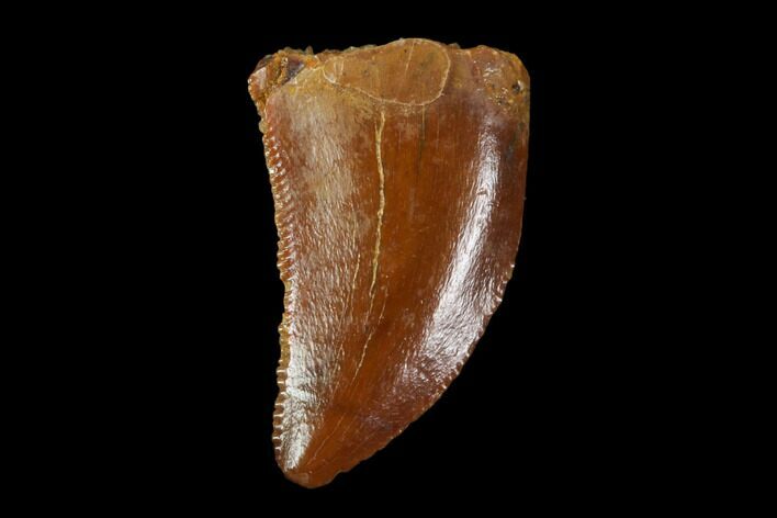 Raptor Tooth - Real Dinosaur Tooth #90105